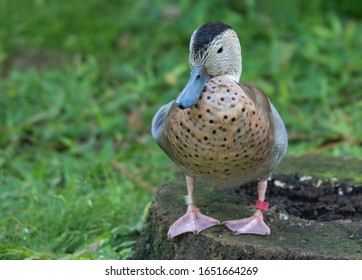 Blue Beak On A Duck Standing And Resting In The Good Weather