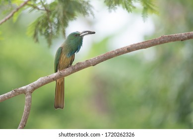 Blue Bearded Bee - Eater Bird On Tree Branch  , It Eating Cicada