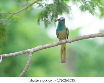 Blue Bearded Bee - Eater Bird On Tree Branch  , It Eating Cicada