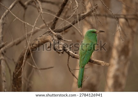 Blue bearded bee eater perched on a tree brach in natural forest habitat.