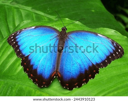 Blue beautiful butterfly in green leave 