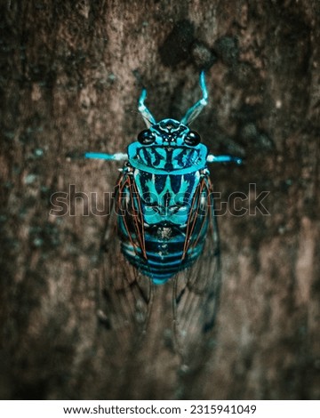 Blue beetle bug perched on a tree: Nature's tiny jewel adorned with vibrant hues, blending harmoniously with its arboreal habitat in a captivating display of biodiversity.