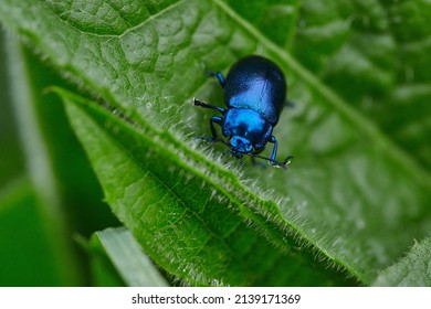 Blue beetle on Thistle Leaf. Bright blue dung beetle. Selective focus - Powered by Shutterstock