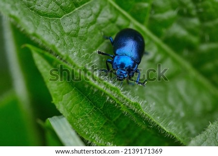 Blue beetle on Thistle Leaf. Bright blue dung beetle. Selective focus