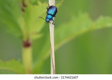 A Blue Beetle That Is As Beautiful As A Jewel