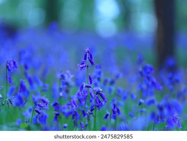 blue bell beautiful bluebells bokeh blue blossoms bluebells closeup fairy flowers blue flowers hyacinth springtime countryside - Powered by Shutterstock