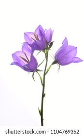 Blue Bell Flower Isolated 