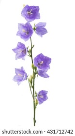 Blue Bell Flower On A White Background