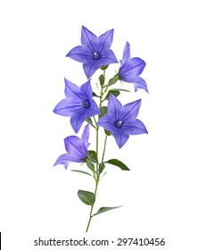 Blue Bell Flowers Isolated On White Background