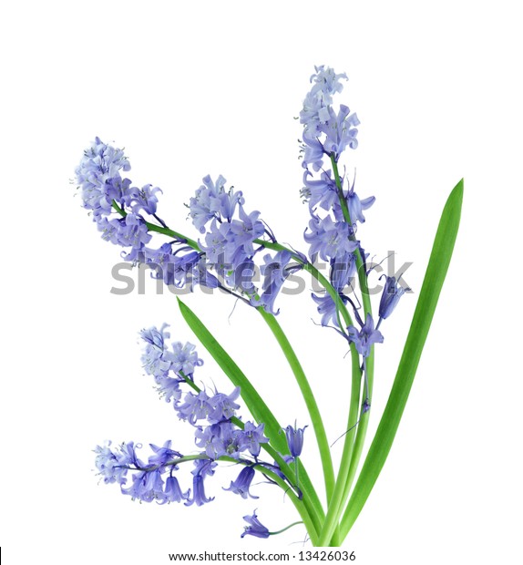 Blue Bell Flowers Isolated On White Stock Photo (Edit Now) 13426036