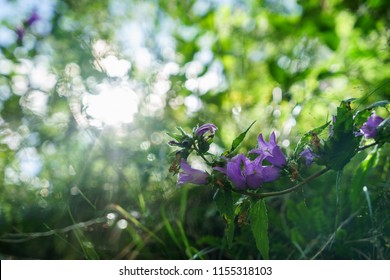 Blue Bell Flowers in the sun. Beautiful meadow field with wildflowers close up - Powered by Shutterstock