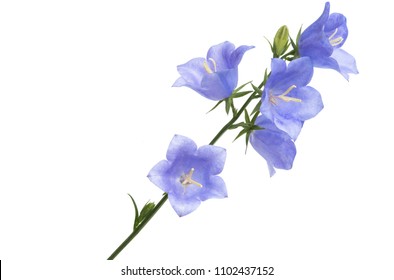 Seamless Floral Border Bright Spring Blue Stock Photo (Edit Now) 1031674600