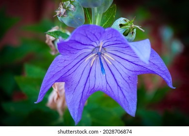 Blue Bellflower in the summer sun
