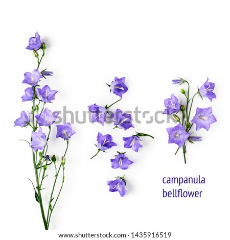 Blue bellflowers campanula flowers composition collection. Flower arrangement isolated on white background. Top view, flat lay. Floral design elements
