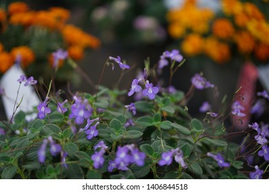 Blue Bells (Browallia Speciosa )