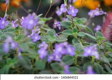 Blue Bells (Browallia Speciosa )