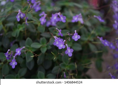 Blue Bells (Browallia Speciosa )