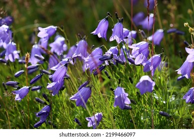 Blue bells flowers in the Sudetes mountains in summer.