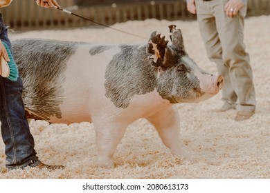 Blue, belted, mousy show gilt driving past the judge at a livestock show - Shutterstock ID 2080613173