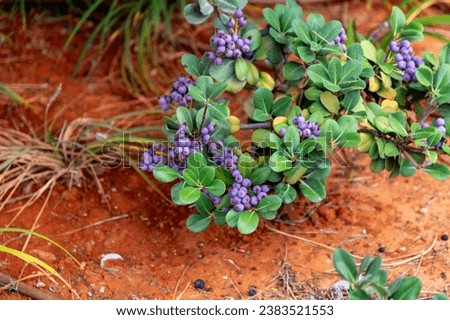 Blue berries growing on red soil, close up