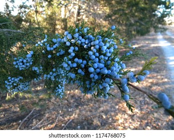 Blue Berries On Cedar Limb In Spring Next To Country Road