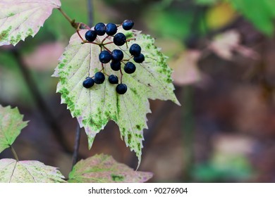 its blue berries prominently displayed, a maple leaf viburnum changes to autumn colors; beautiful pinks, purples and greens. Background is the shallow focus forest leaves, vines, branches and trees.