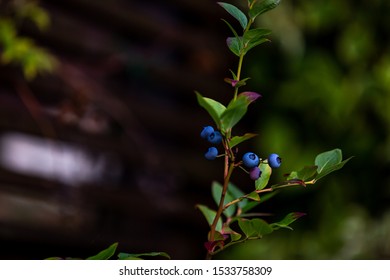 Blue Berries in the Summer in Oslo, Norway