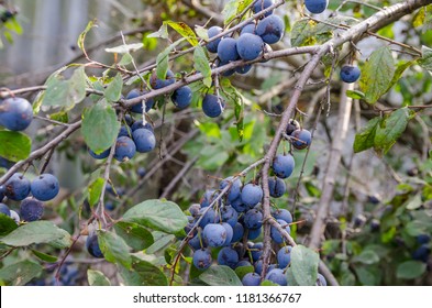 blue berries of wild plum on branches