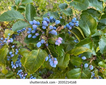 Blue Berry Bush Foliage Bush With Green Leafs And Shadows