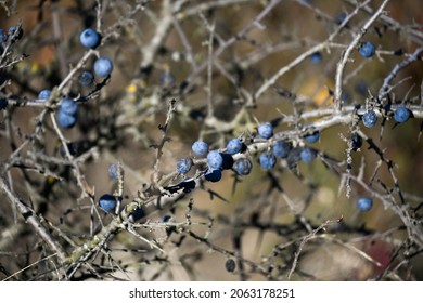 Blue Berry Bush With Thorns