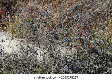 Blue Berry Bush With Thorns