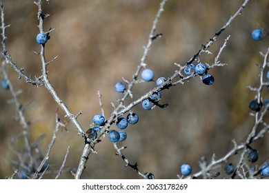 Blue Berry Bush With Thorns