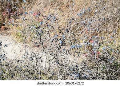 Blue Berry Bush With Thorns