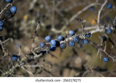 Blue Berry Bush With Thorns