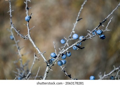 Blue Berry Bush With Thorns