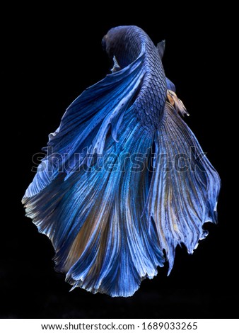            Blue beta from the back                    