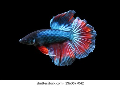 Blue Beta Fish With Black Background