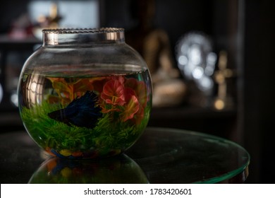 Blue Beta Siamese Fighter Fish In A Bowl