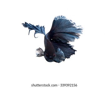 Blue Betta Fish