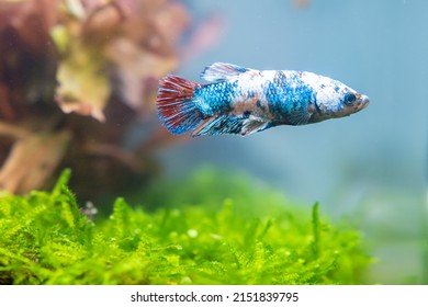 Blue Betta Fish In Aquarium.