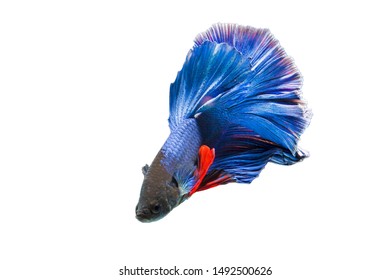 Betta Fish Isolated On White Background Stock Photo 661105639 ...