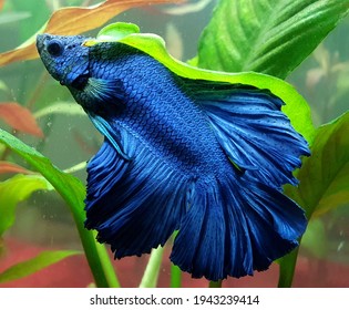  Blue Betta Splendens In Aquarium