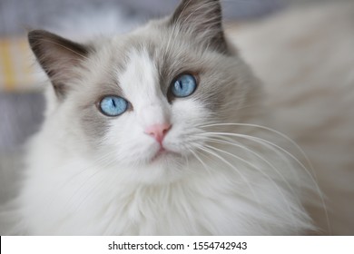 Blue bicolor ragdoll female cat looking interested
