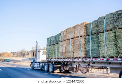 Blue big rig day cab classic American bonnet semi truck tractor with high exhaust pipes flat bed semi trailer transporting bales of hay on pallets driving on multiline highway with winter frost trees