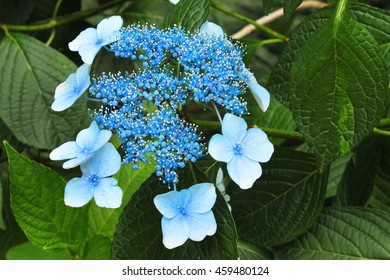 Blue bigleaf hydrangea (Hydrangea macrophylla) flowers. Focus is on the flowerbuds