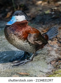 Blue Billed Duck From Australia