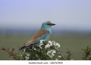 blue bird