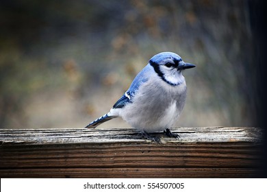 Blue bird 