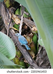 A Blue Bird Eating Bananas From The Plant