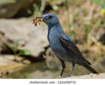 A Blue Bird Eating Worms 